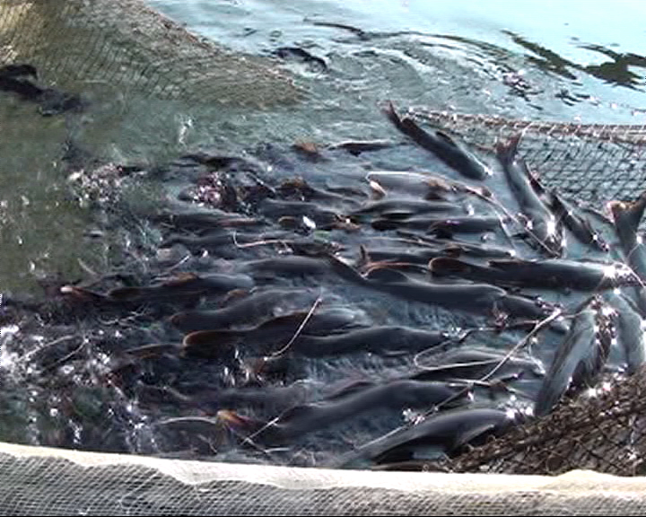 1906calanghoabinh.jpgBFFACBC