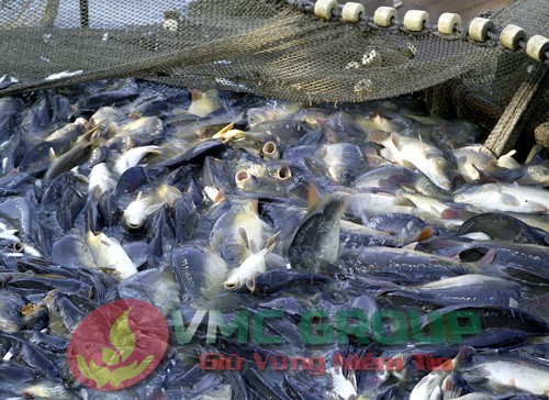 ki-thuat-nuoi-ca-tra-va-ca-basa-trong-be-500×364