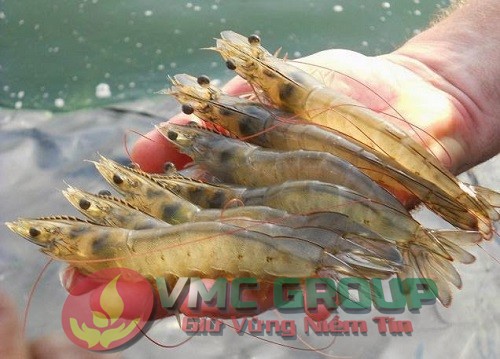 ky-thuat-nuoi-tom-the-chan-trang