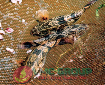 ky-thuat-san-xuat-giong-ca-bong-tuong