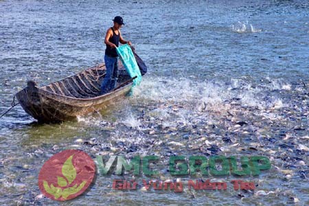 C?n Tho: Di?n tích nuôi cá tra gi?m m?nh