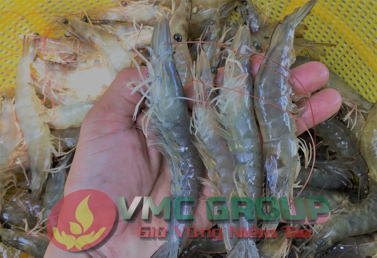 KỸ THUẬT NUÔI TÔM SÚ , TÔM THẺ CHÂN TRẮNG THÂM CANH TẠI THANH HÓA