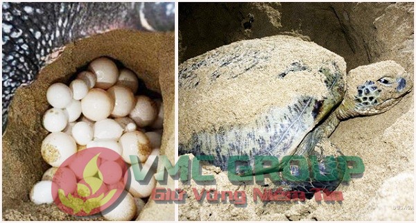 xem-rùa-đẻ-trứng-ở-Hòn-bảy-cạnh-Côn-Đảo