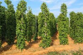 images (8) images (8)