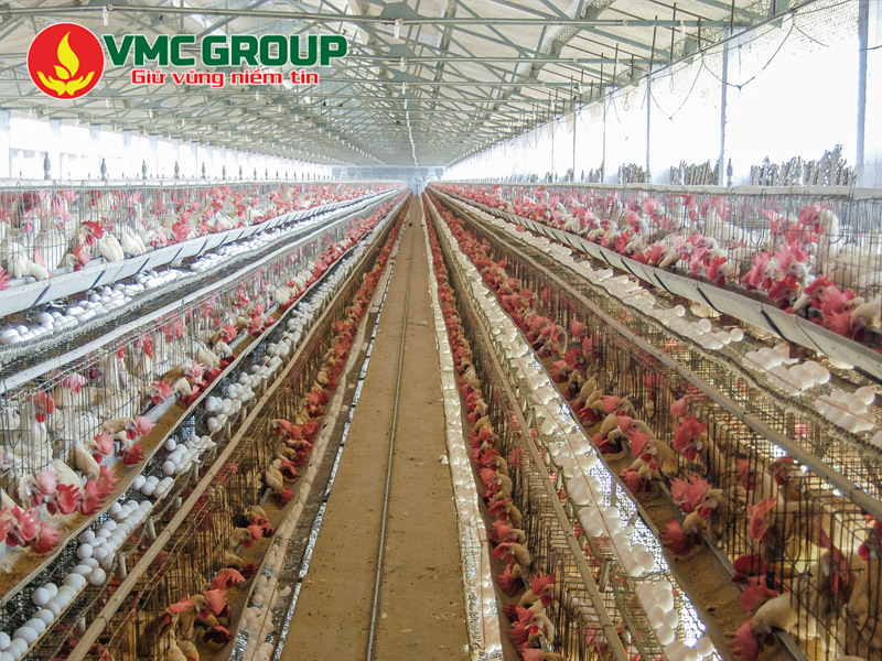 Mật rỉ đường có tác dụng gì trong chăn nuôi