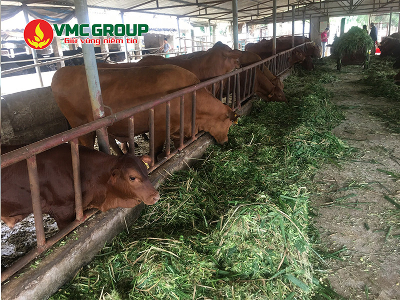 Acid formic đem đến nhiều lợi ích cho đời sống