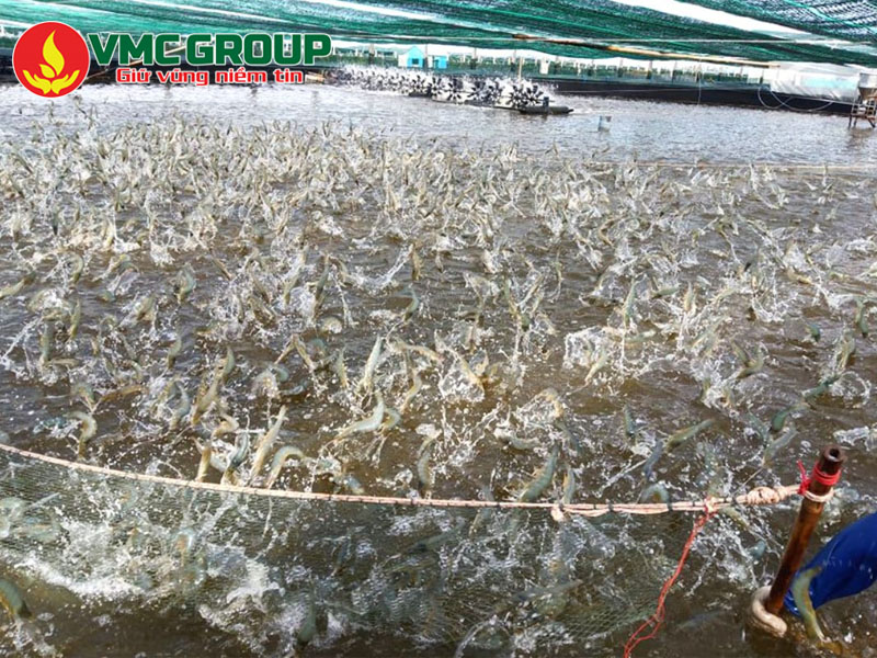 Ứng dụng quan trọng của Proxitane