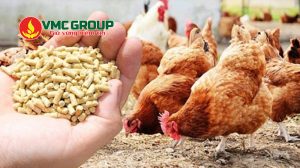 Calcium lactate được dùng làm phụ gia sản xuất thức ăn chăn nuôi