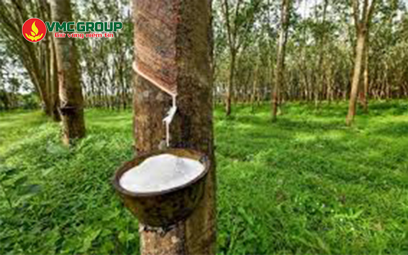 Calcium nitrate được dùng trong sản xuất cao su