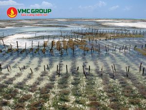 Benzalkonium Chloride dùng trong xử lý nước thủy sản