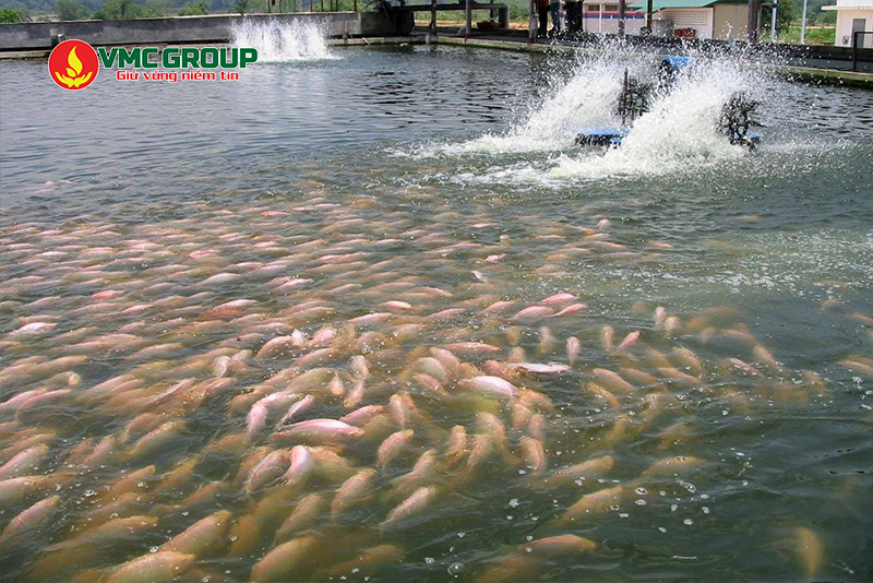 Cloramin B được dùng nhiều trong nuôi trồng thủy sản