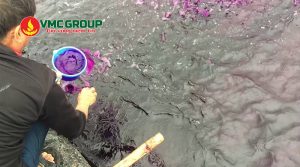 Thuốc tím dùng nhiều trong xử lý nước ao nuôi