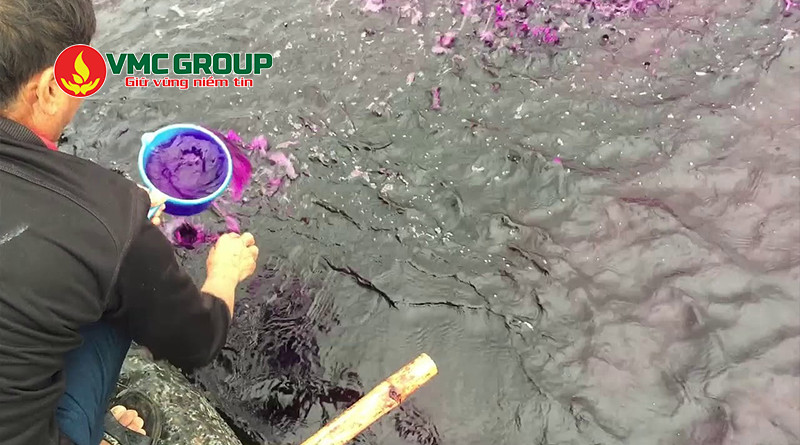 Thuốc tím dùng nhiều trong xử lý nước ao nuôi