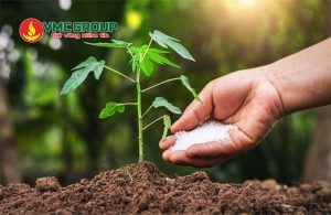 Kali sunfat được dùng làm phân bón trong nông nghiệp