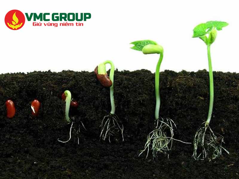 Acid Humic giúp kích thích sự phát triển của rễ cây