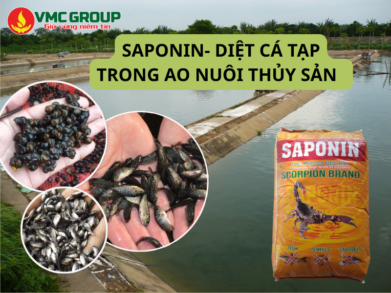 Tác dụng và ứng dụng của Saponin trong ao nuôi thủy sản