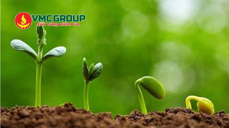 Acid gibberellic kích thích nảy mầm cho hạt