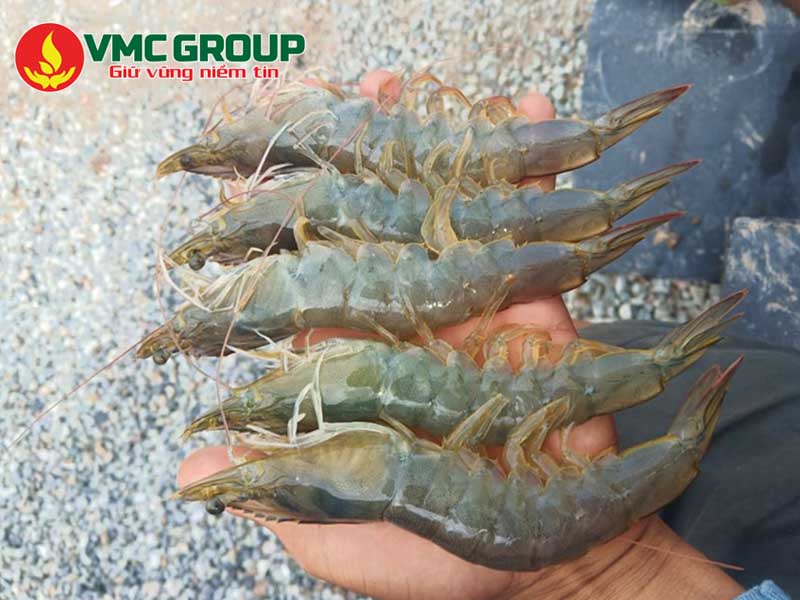 Bột tỏi giúp phòng ngừa bênh và tăng sức đề kháng cho vật nuôi