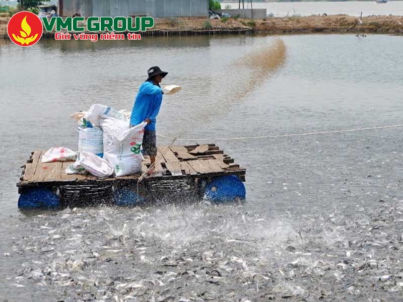 Bột tỏi trộn vào thức ăn cho tôm cá ăn