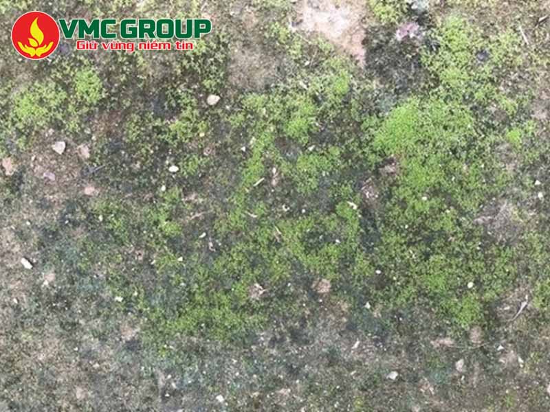 Rong rêu có thêt gây trơn trượt, mất thẩm mỹ