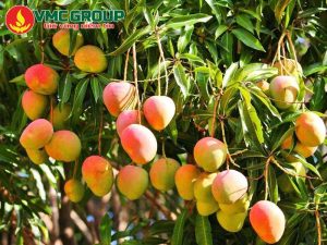 Công dụng của phân MKP đối với cây trồng- Tăng kích thước và trọng lượng trái