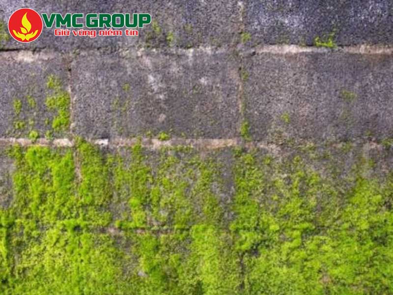 Vì sao rong rêu xuất hiện ở sân và chân tường