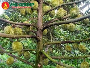 Ứng dụng của Kali Sunphat trong nông nghiệp