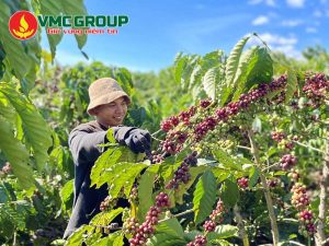 Tác dụng của Magnesium Sulfate trong nông nghiệp