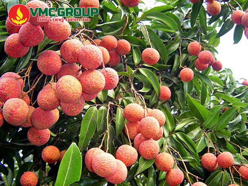 Vai trò của K2SO4 trong nông nghiệp